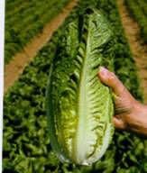 PREMIER SEEDS DIRECT - Lettuce Seeds - Romaine - Parris Island COS - 2500 Seeds (Small Garden Packs)