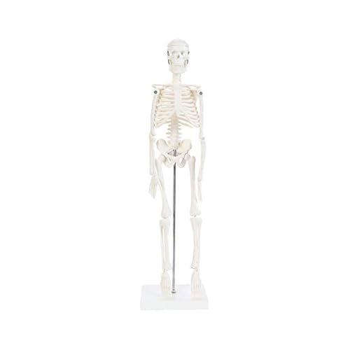 Anatomy Lab Human Skeleton Model, 19 Desktop Skeleton Has Movable Arms and Legs, Details Basic Human Skeletal System with Display Stand
