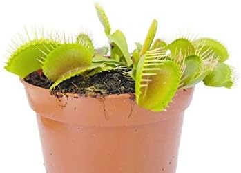 Venusfliegenfalle - Dionaea Muscipula vom Fachhändler - blühfähige Fleischfressende Pflanze - natürlicher Fliegenfänger