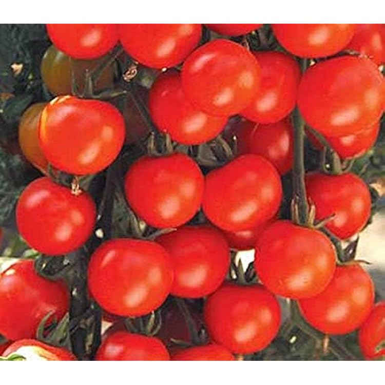 Sweet Baby Girl Tomato Seeds