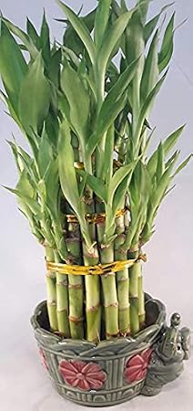 Lucky Bamboo Tower in Decorative Elephant Pot (unique from Jmbamboo