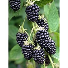 BlackBerry Plants Natchez Price Includes Four (4) Plants