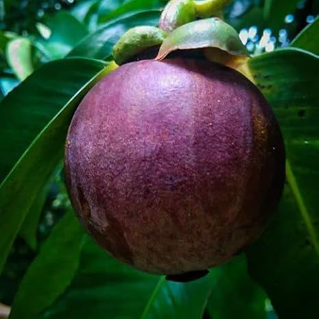 40pcs Mangosteen Fruit Seeds