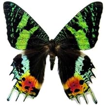 Butterfly Utopia Mounted Sunset Moth - Table Top Display (4" x 4" x 5.5")