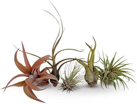Air Plants Tillandsia Collection of 5 Easy Houseplants for Beginners Small to Medium 1.5"-6"+