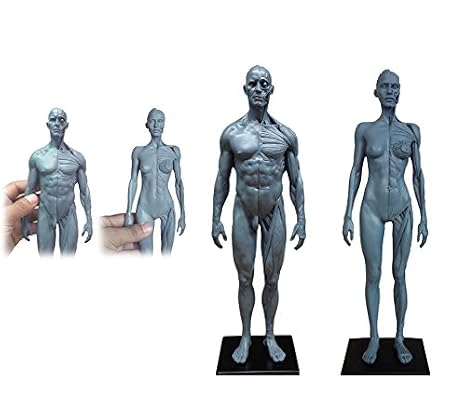 Human Body Musculoskeletal Anatomical Model for Study and Teaching (30CM4)