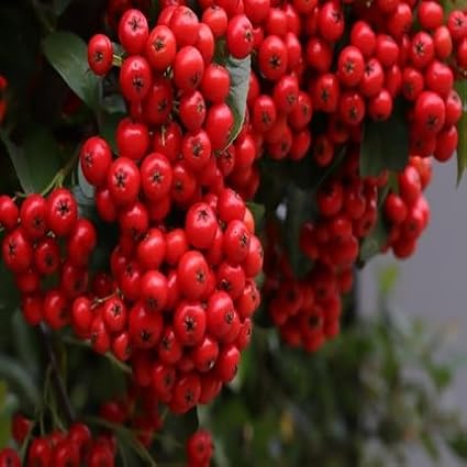 50pcs Pyracantha Fruit Seeds