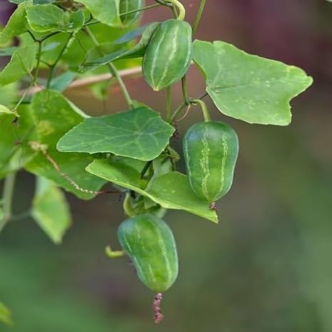 100pcs Ivy Gourd Vegetable Seeds