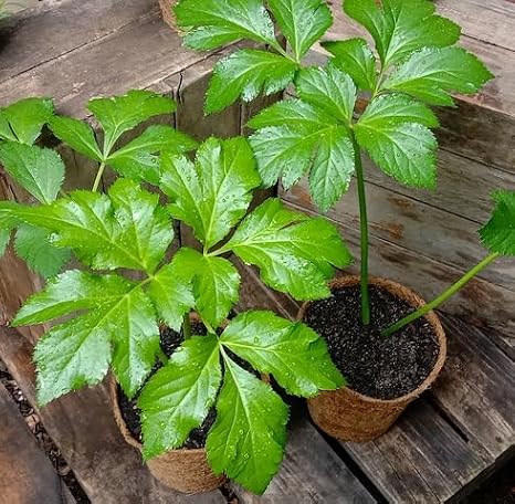 100pcs Green Ashitaba Plant Seeds