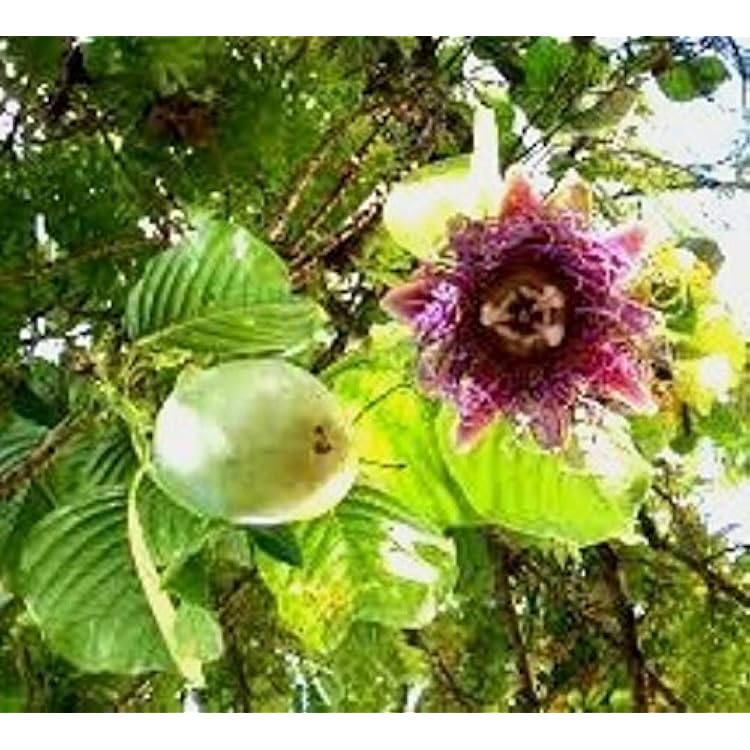 Passion Fruit Giant Granadilla Price Includes Four 4 Plants