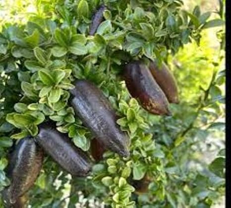 100pcs Black Finger Lime Fruit Seeds