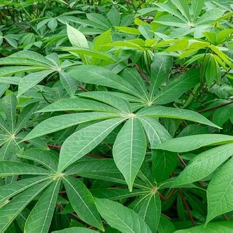 100pcs Cassava Plant Seeds