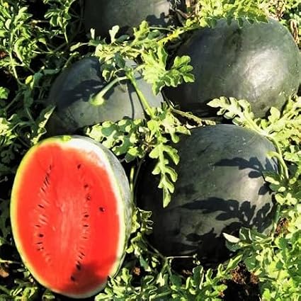 Watermelon Fruit Seeds 80pcs Black