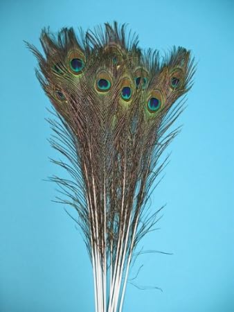 Natural Peacock Feathers, Medium to Large Eyed, Long and Lush, 35-40" Per Bundle of 10
