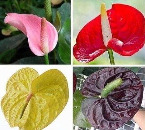 100pcs Mixed Anthurium Plant Seeds