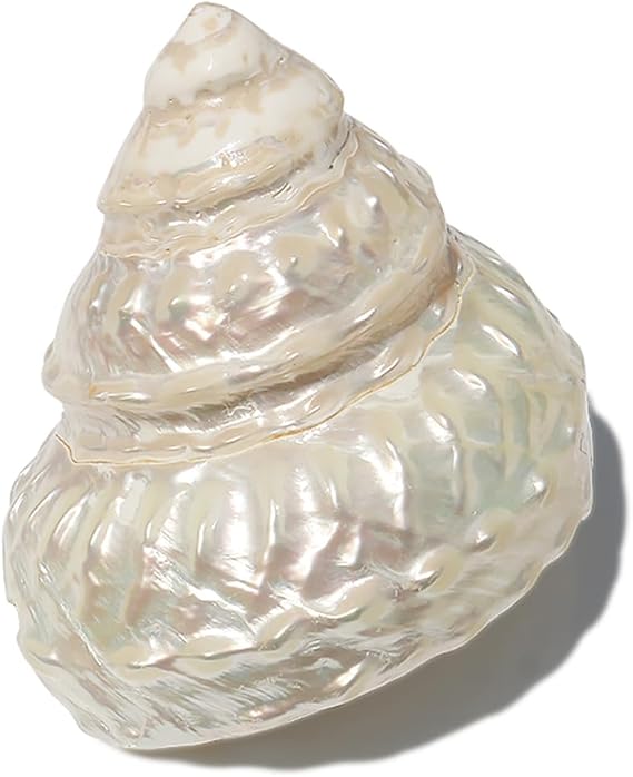 Sea Shells for Crafting, Conch 7-11cm, Wedding Beach Decor