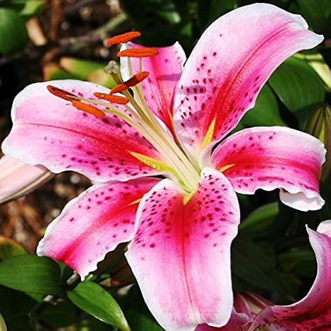 Stargazer Oriental Lily Flower Bulbs - Huge Blooms 8" Across - Sweet Fragrance - Bold Pink Colors - Great Cut Flowers - Grows Well in Containers - Perennializing - Attracts Butterflies