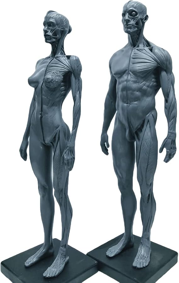 12 inch Resin Human Anatomical Anatomy Skull Head Body Model Muscle Bone Model Male and Female (Grey)