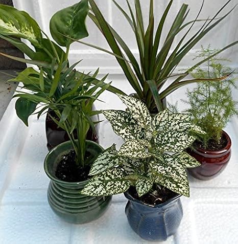 Miniature Garden 5 -Plants in 3" Ceramic pots by jmbamboo
