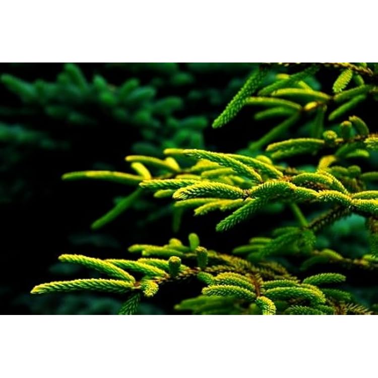 Skylands Oriental Spruce 3 - Year Graft