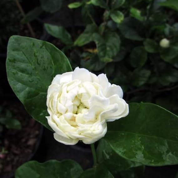 Grand Duke of Tuscany Arabian Jasmine Plant, Starter 2 to 3 Inc Tall, Very Fragrant Jasmine Vine Indoor Outdoor, White Bloom Plant