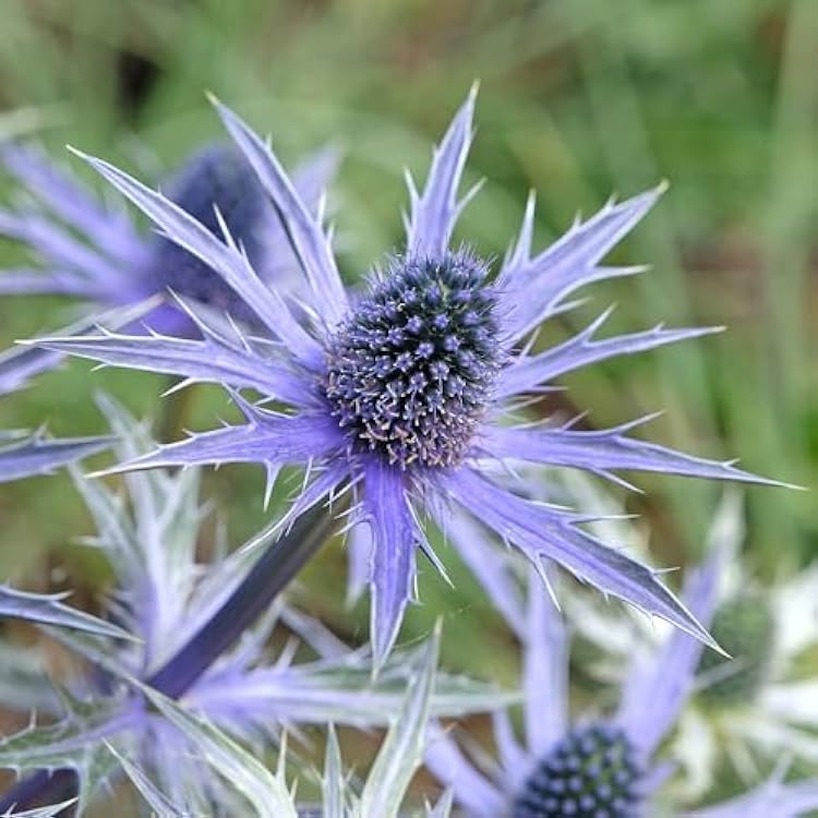 Eden Brothers Sea Holly Roots - Blue Star