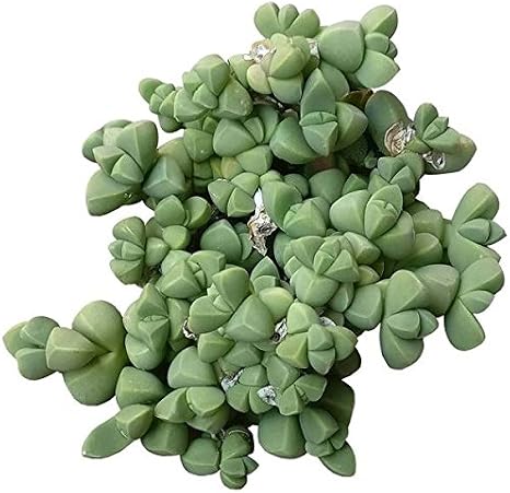 Corpuscularia lehmannii Ice Plant Astridia Velutina Brocade (2 inch)