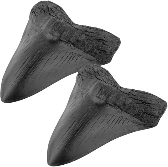 Genuine Natural Fossilized Megalodon Shark Tooth - Real Prehistoric Fossil