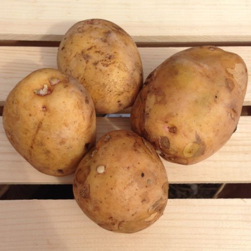 Yukon Gold Seed Potatoes, 5 lbs. Certified