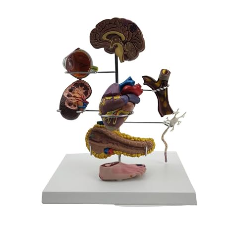 Human Heart Model Coronary Thrombosis Arteriosclerosis Diabetes model with Base