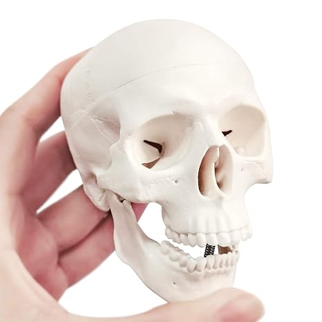 EVOTECH SCIENTIFIC Human Skull Anatomy Model, 3 Parts 1/2 Life Size, 1 Pack