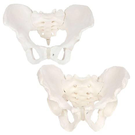 Axis Scientific Skeletal Pelvis Anatomy Model Set