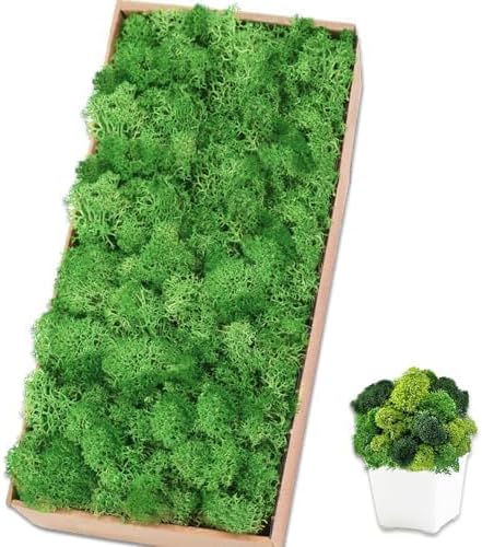 Preserved Reindeer Moss, 17.6 oz Green Moss for Crafts