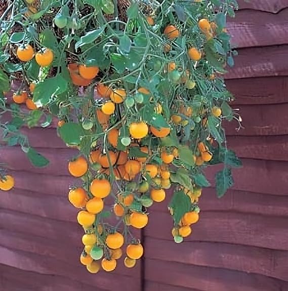 Tomato Tumbling Tom Yellow Hybrid Great Garden Vegetable by Seed Kingdom (30 Seeds)