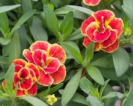 100pcs Calibrachoa Flower Seeds Perennial