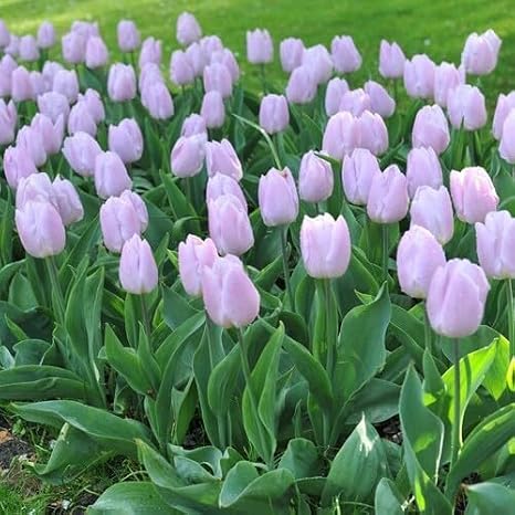 100pcs Violet Tulip Flower Seeds