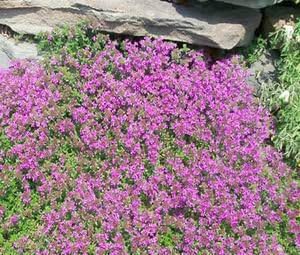 Thyme Creeping Thyme Great Garden Herb 500 Seeds