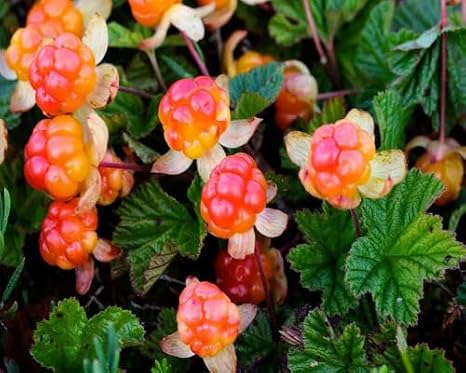 50pcs red Cloudberry Fruit Seeds