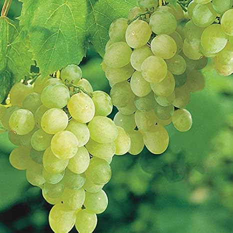 Pixies Gardens Thompson Seedless Grape Vine Plant Sweet Excellent Flavored White Green Grape Large Clusters On Vigorous Growing Vines. (1 Gallon)