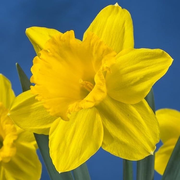 Gigantic Star Daffodil Flower Bulbs - 10 Bulbs per Pack - Vanilla Fragrance - Deer Resistant - Good as Cut Flowers - Good for Indoor Forcing - Grows Well in Containers - Naturalizing - Perennializing