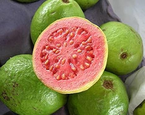 Guava Tropical Fruit Psidium guajava Exotic Tree Seed Edible guayaba 15 Seeds
