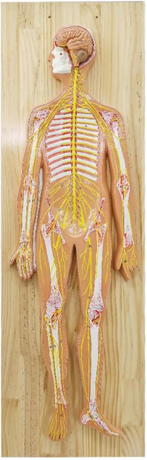 Human Nervous System Anatomy Model - Central Nervous System Model - Brain Spinal Cord Peripheral Spine Nervous System Model for Teaching and Learning,Yellow,90c,Yellow-90c