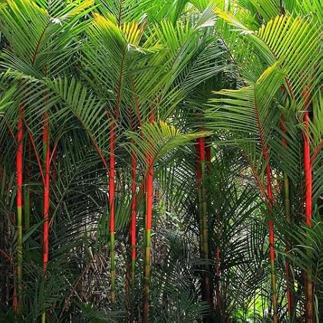 30pcs red Palm Tree Seeds