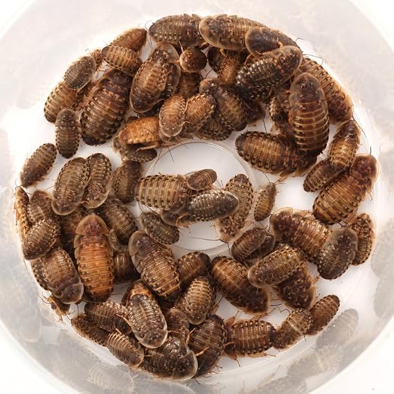 The Roach Cafe Dubia Medium Roaches, 100 Count