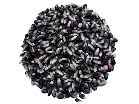 Blue Corn (Maiz Azul) Dried Whole Kernels - Product of Morelos, Mexico | 10lb.