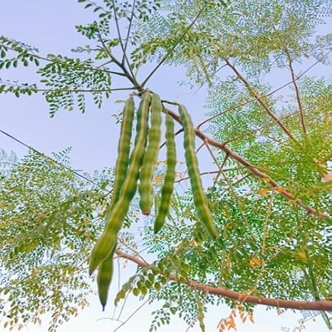 Moringa Vegetable Seeds 40pcs Green