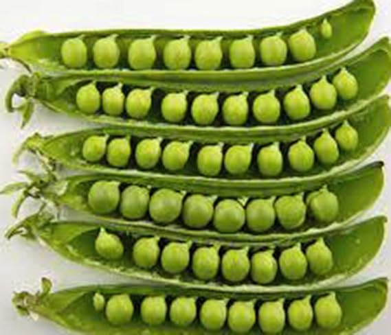 Pea, Sugar Daddy, Heirloom, Non GMO, 20 Seeds, Delicious Peas