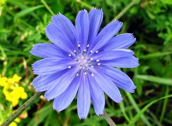 Antler Chicory Wildflower Seeds (Cichorium intybus), 4 Oz, Over 100,000 Seeds