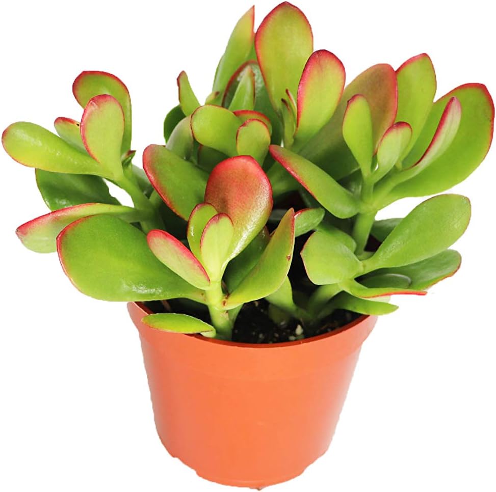 Crassula Ovata - 4 California Tropical