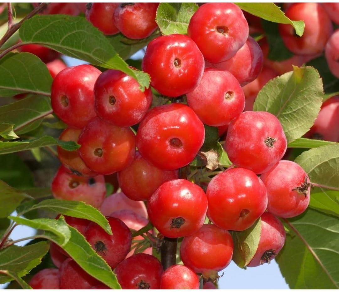 Crab Apple 'Red Sentinel' - Ornamental Tree with White Blossoms & Festive Red Fruits | 12 Litre Pot x 1 by Thompson & Morgan